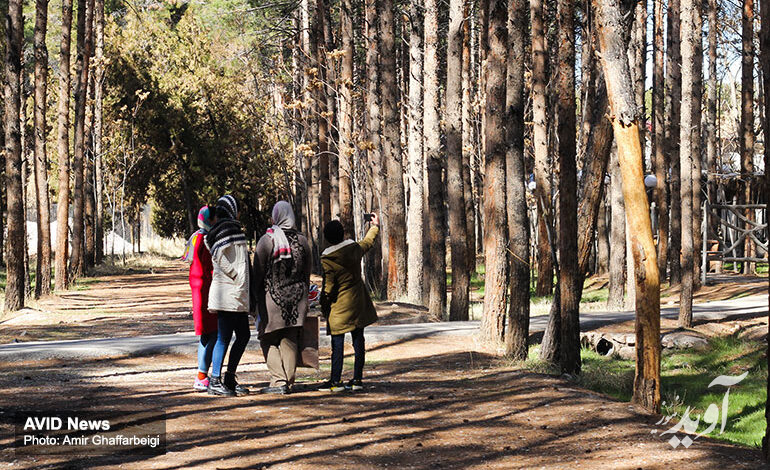 تکذیب قطع درختان برای ساخت قبر در آرامستان کرمان
