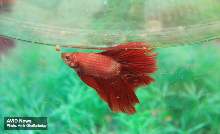 ماهی قرمز را با رعایت توصیه‌های دامپزشکی بخرید