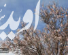 در فصل بهار عصبانیت و استرس را به فراموشی بسپارید