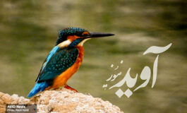 کرمان؛ استانی جذاب برای علاقمندان به زیست پرندگان