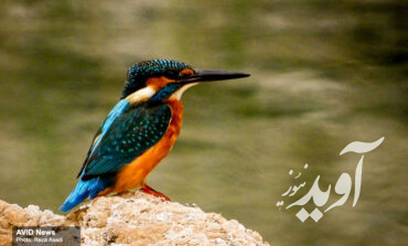 کرمان؛ استانی جذاب برای علاقمندان به زیست پرندگان
