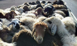 گوسفندان قاچاق به مقصد نرسیدند