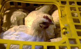 سفر نافرجام مرغان قاچاق به خارج از کشور