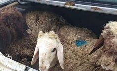 انهدام باند سارقان احشام در سيرجان