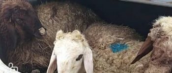 انهدام باند سارقان احشام در سيرجان