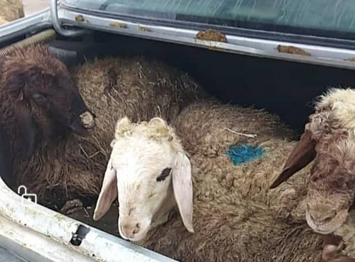 انهدام باند سارقان احشام در سیرجان