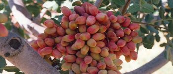 پسته دزدی به بازار نرسید
